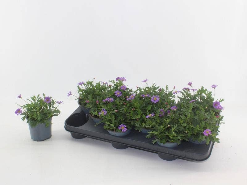 Brachyscome Fresco Purple