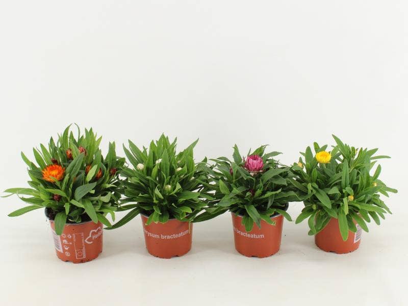 Bracteantha Dreamtime