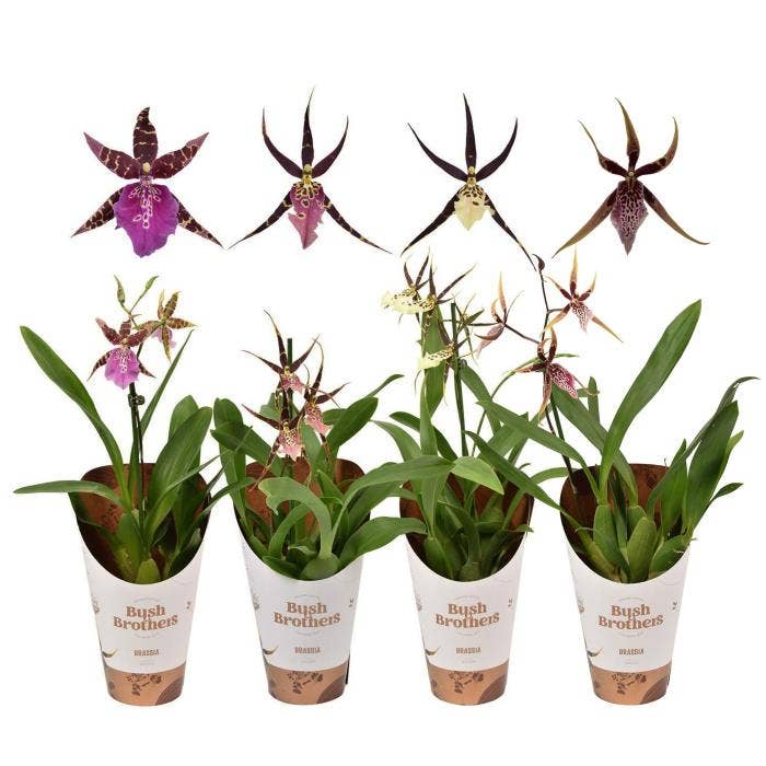 Brassia