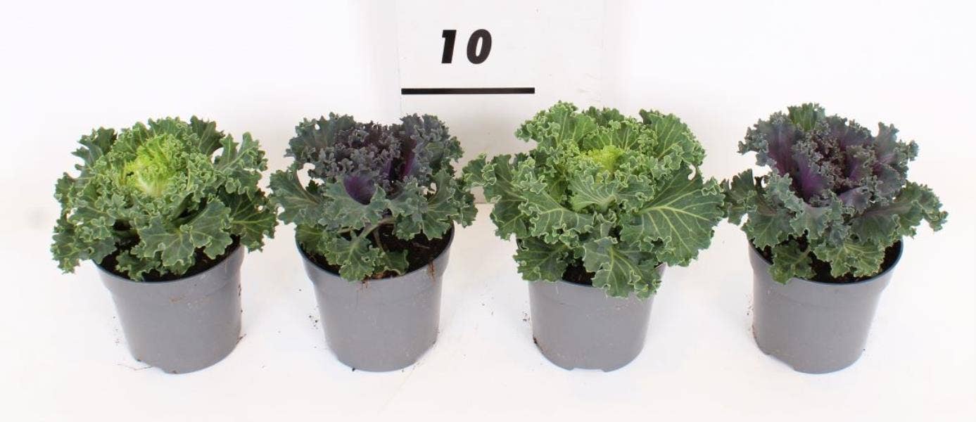Brassica 'Curled'