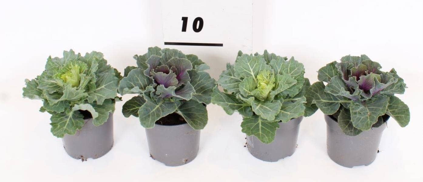 Brassica 'Flat'