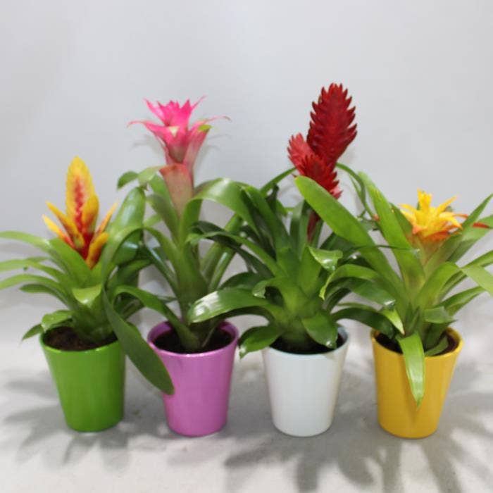 Bromelia Adventure Coco