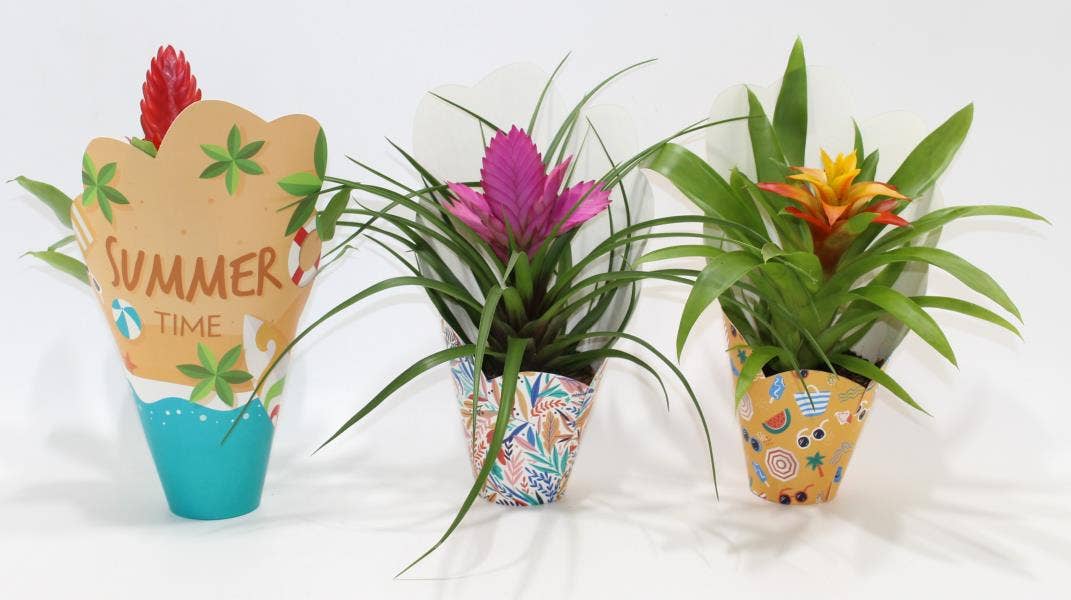 Bromelia Adventure in Potcover Summer
