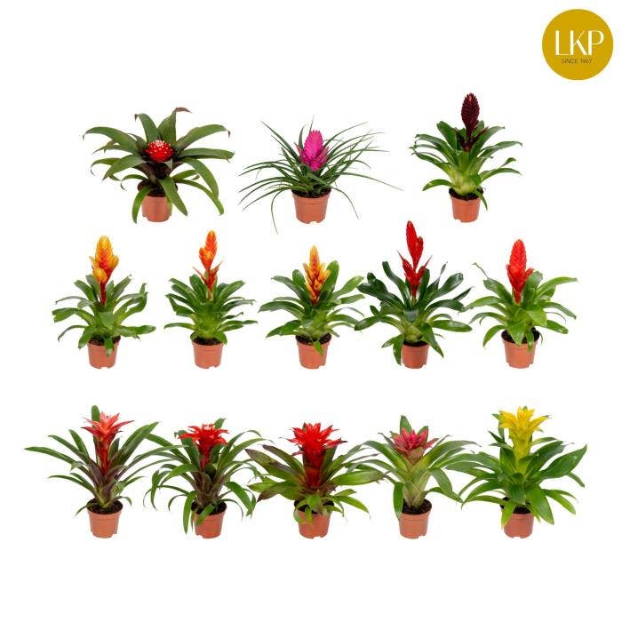 Bromelia Adventure in sleeve
