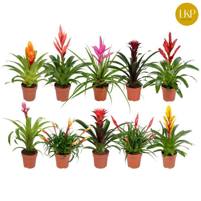 Bromelia Adventure