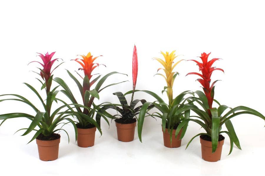 Bromelia (basic)