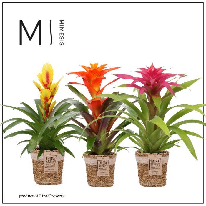 Bromelia Cupcake in Gaby