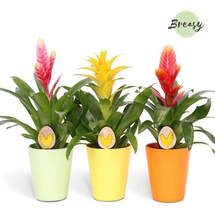 Bromelia Easter in Florence + deco