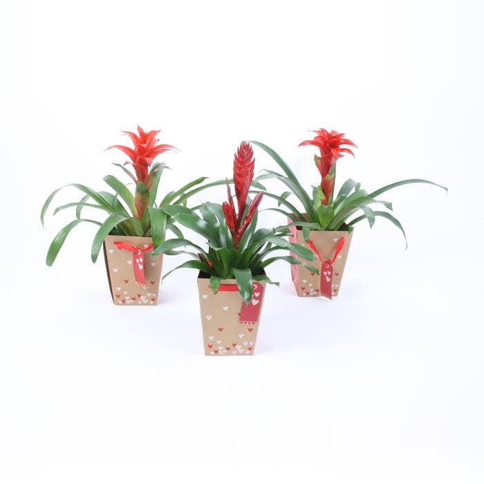 Bromelia in Hearts bag