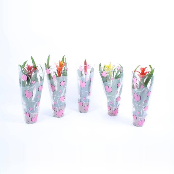 Bromelia in Hearts sleeve