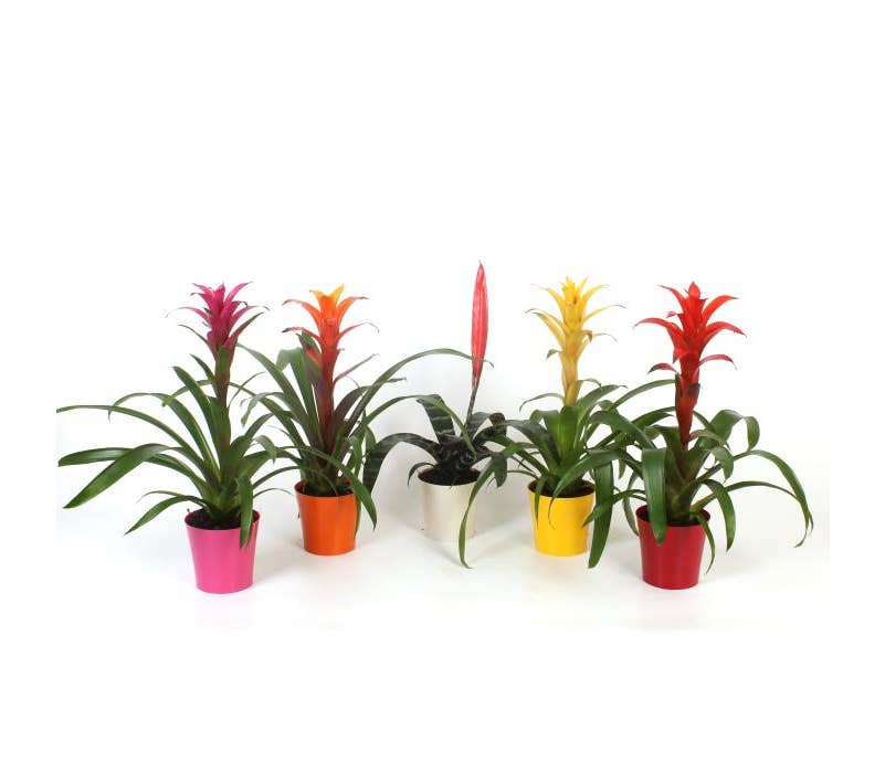 Bromelia in plastic Inge