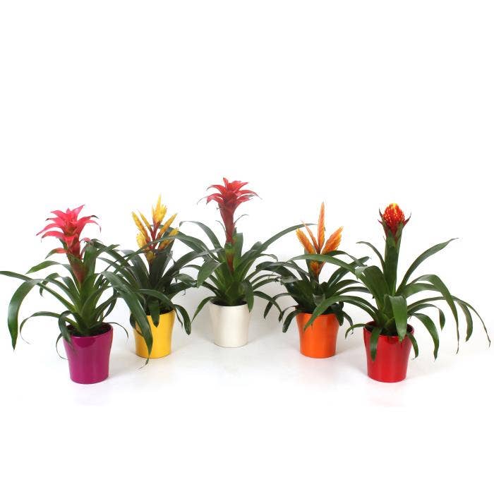 Bromelia in pot Anna