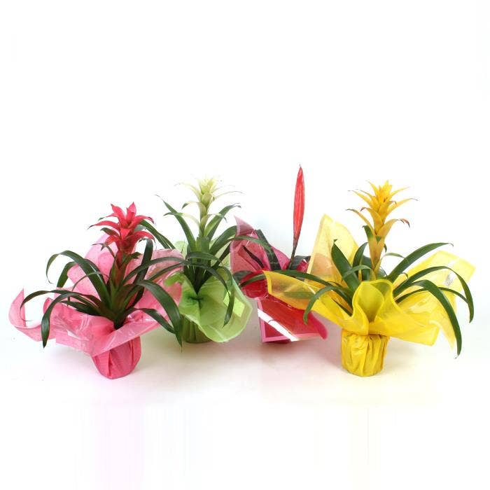 Bromelia in Rondella