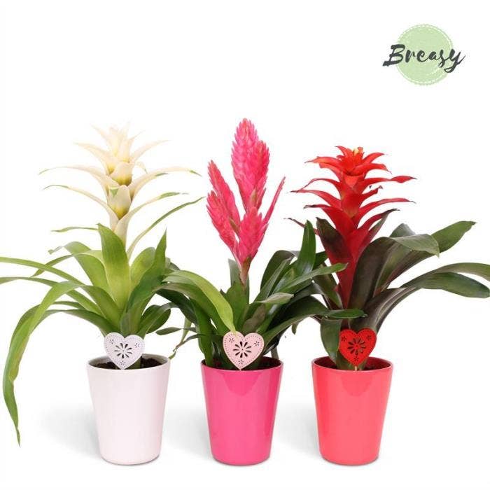 Bromelia Love in Florence + deco