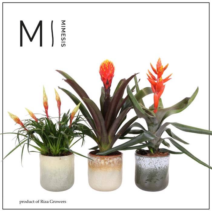 Bromelia Royal Nature in Ottawa