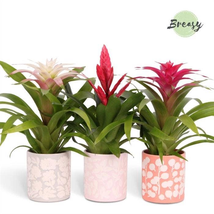 Bromelia Sweet in Sevilla