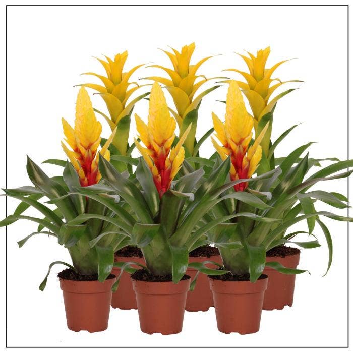 Bromelia Yellow