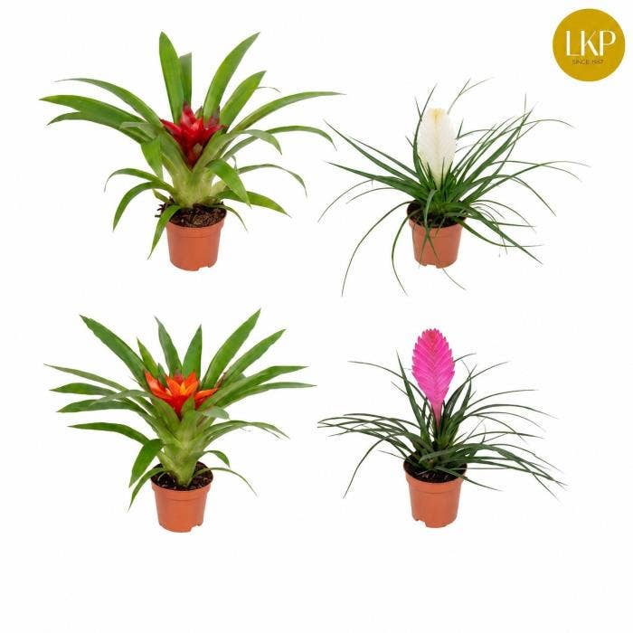Bromelia 