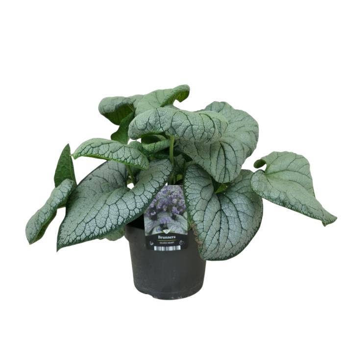 Brunnera macr. 'Silver Heart'
