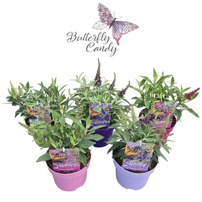 Buddleja d. 'Little Butterfly Candy' ® 