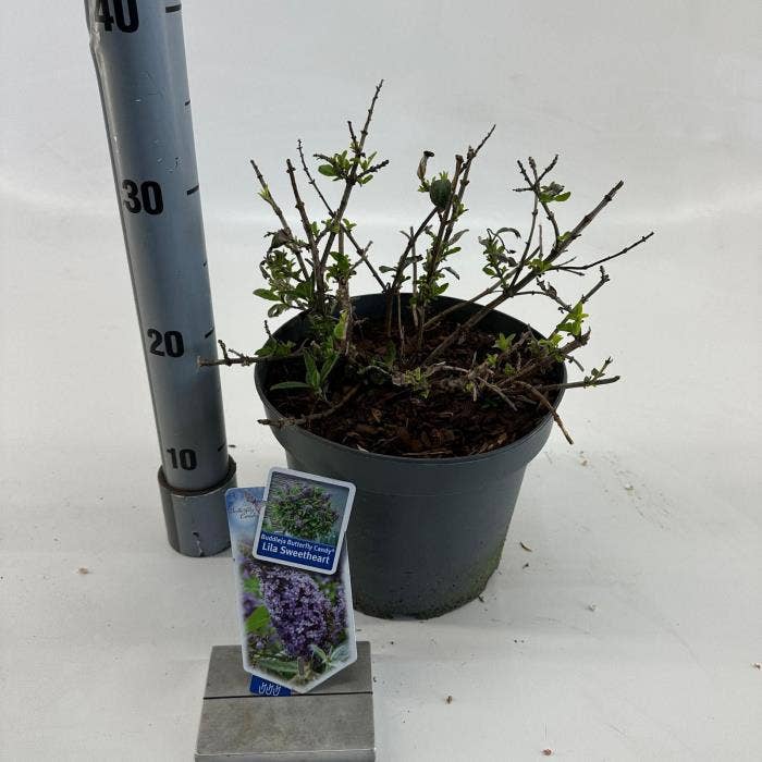 Buddleja dav. 'Butterfly Candy Lila Sweetheart'