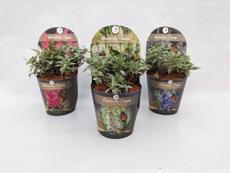 Buddleja dav. 'Butterfly Candy' potcover