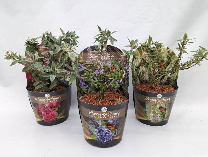 Buddleja dav. 'Butterfly Candy' potcover