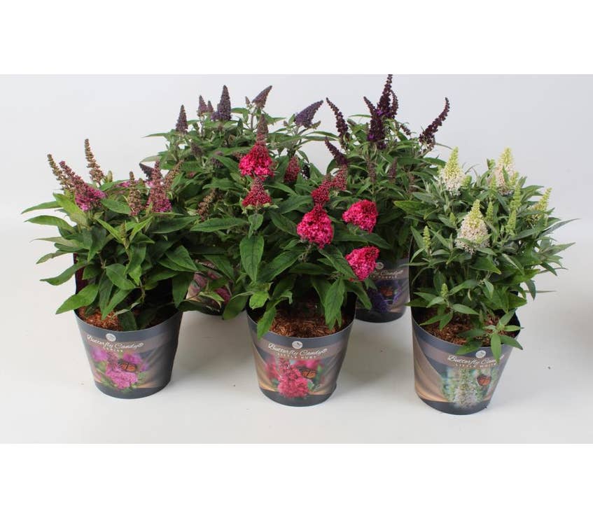 Buddleja dav. 'Butterfly Candy' potcover