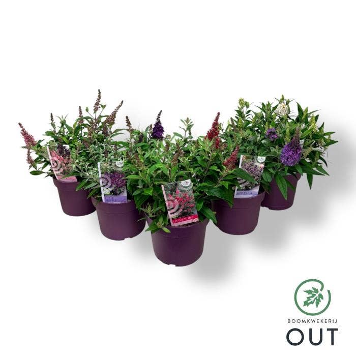 Buddleja dav. 'Butterfly Candy'