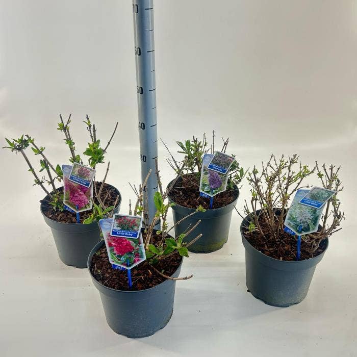 Buddleja dav. 'Butterfly Candy'