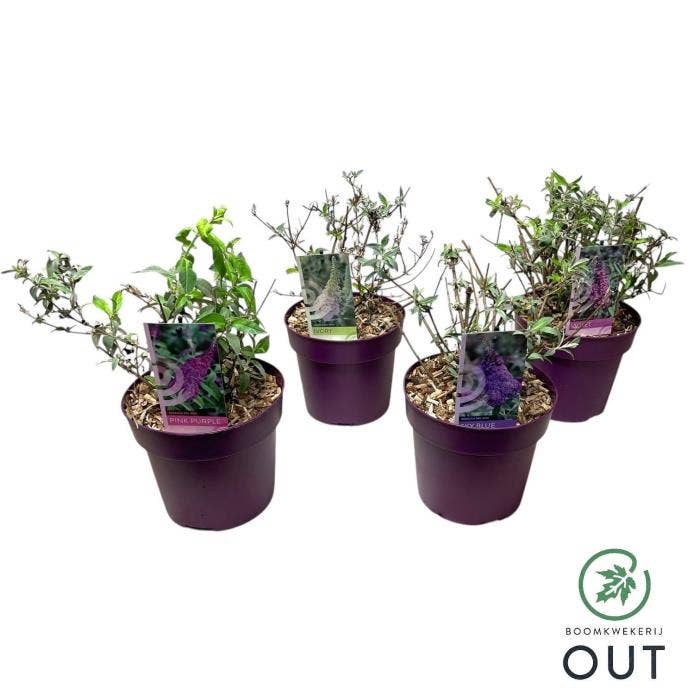 Buddleja dav. 'Buzz'