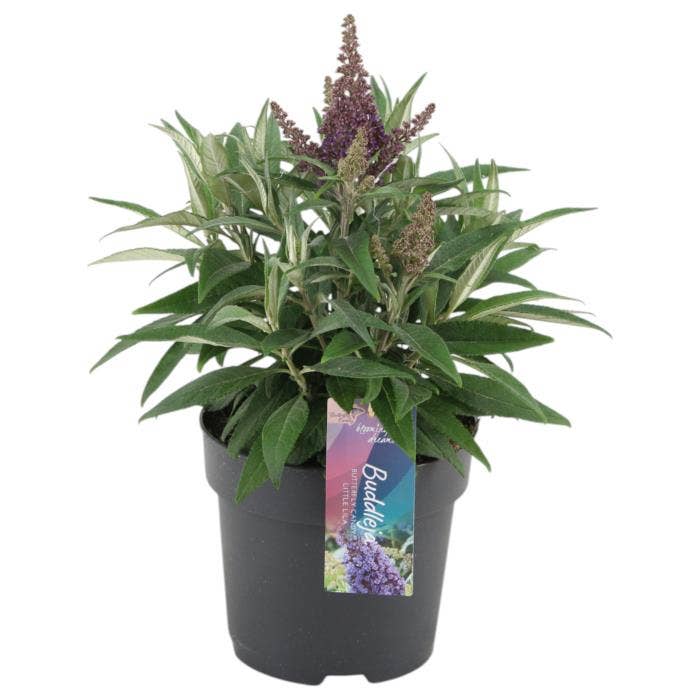 Buddleja dav. 'Candy Little Lila' 