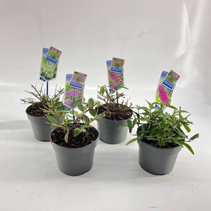 Buddleja dav. 'Free petite'