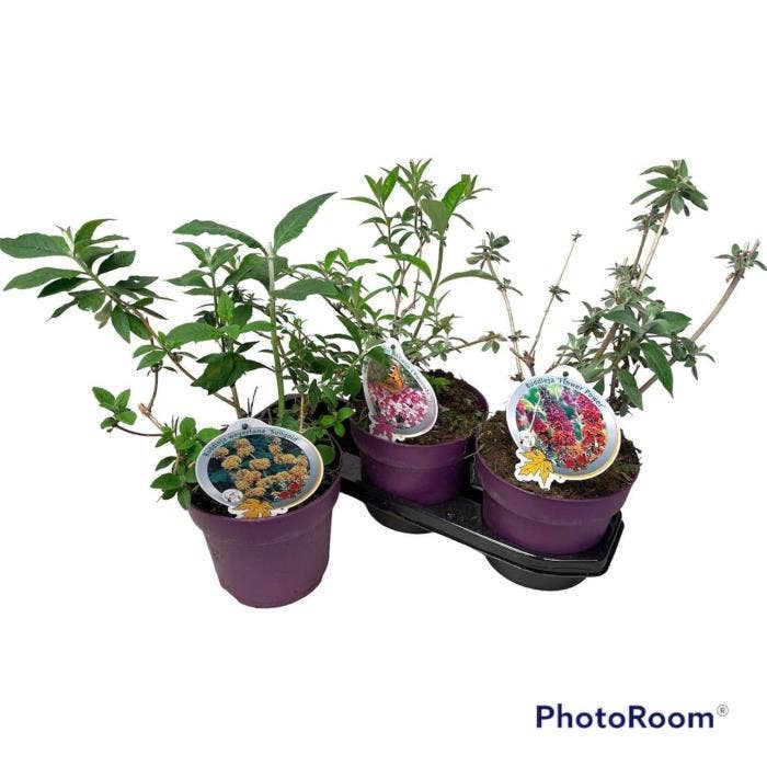 Buddleja dav. 'Specialties'