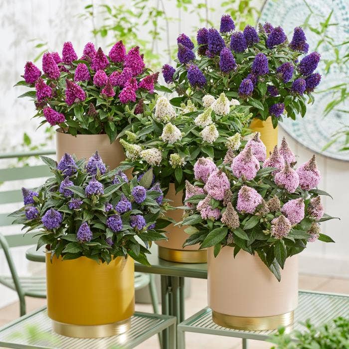 Buddleja 'Little Rockstars'