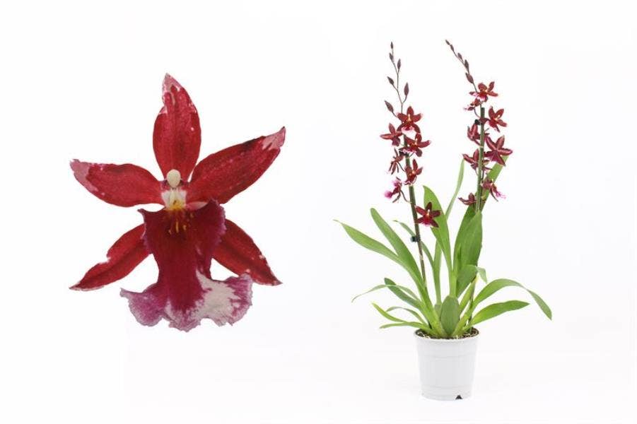 Burrageara Barrocco Red