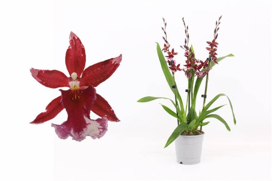 Burrageara Barrocco Red