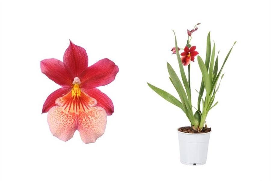 Burrageara Nelly Isler