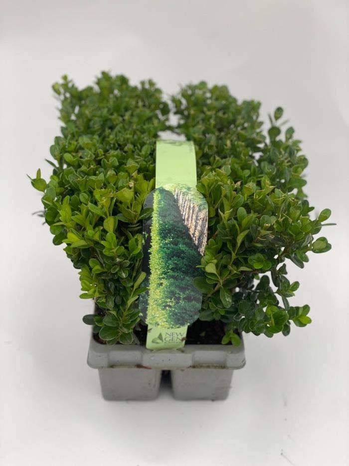 Buxus Newgen Freedom