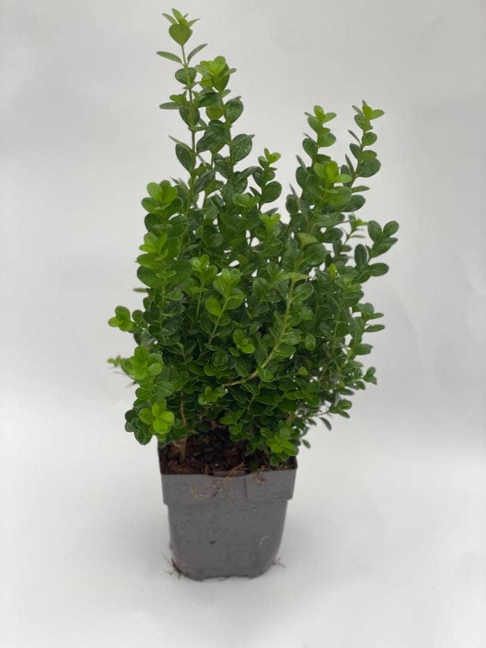 Buxus Newgen Freedom