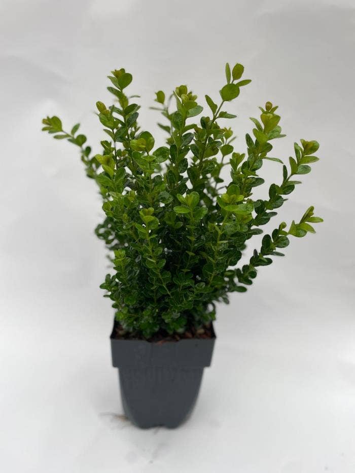 Buxus Newgen Freedom