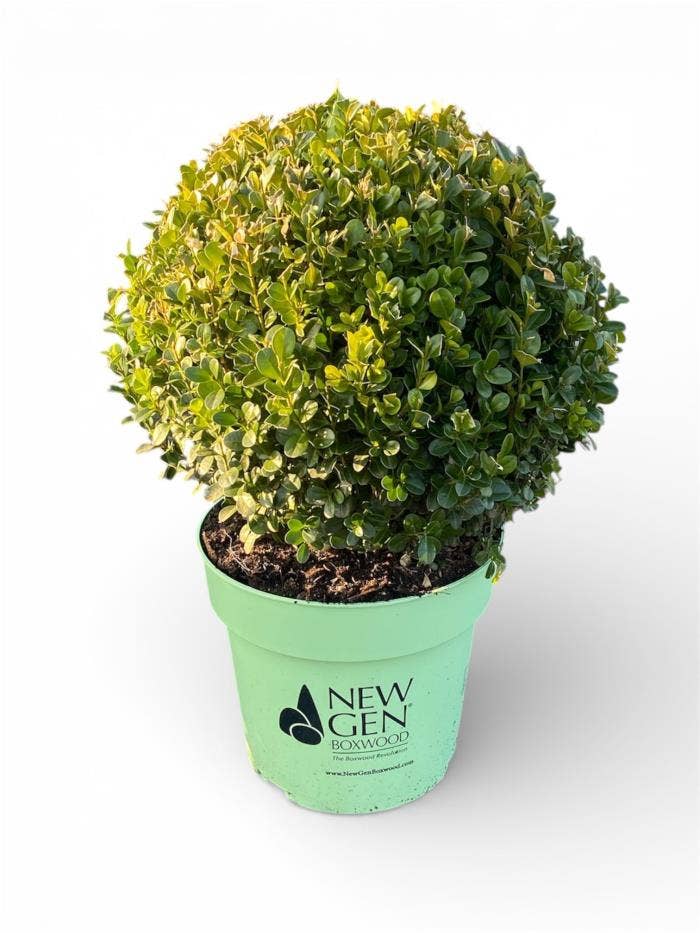 Buxus NewGen® Independence