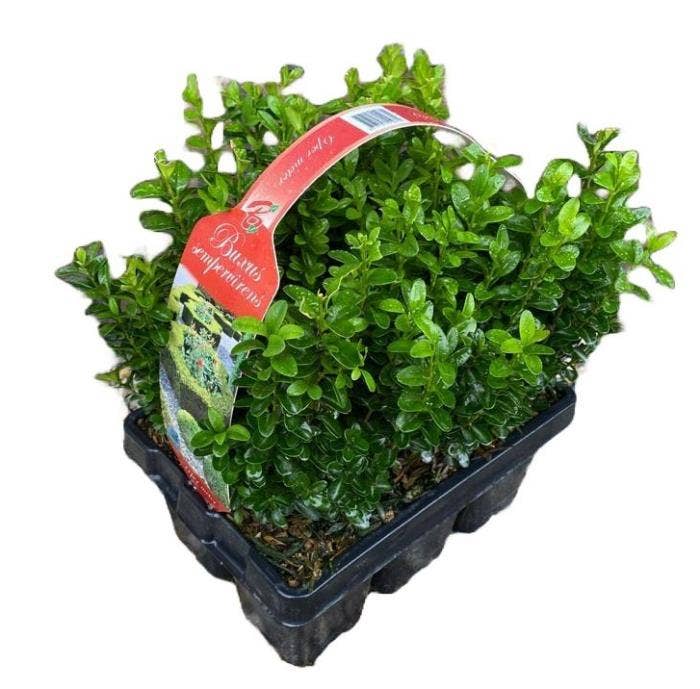 Buxus sempervirens 6-pack XL