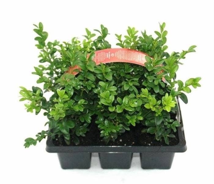 Buxus sempervirens 6-pack