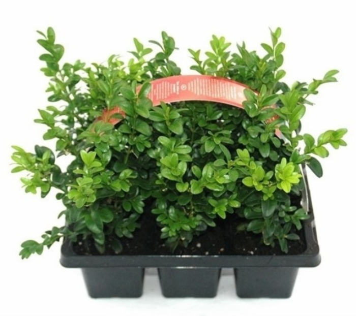 Buxus sempervirens 6-pack