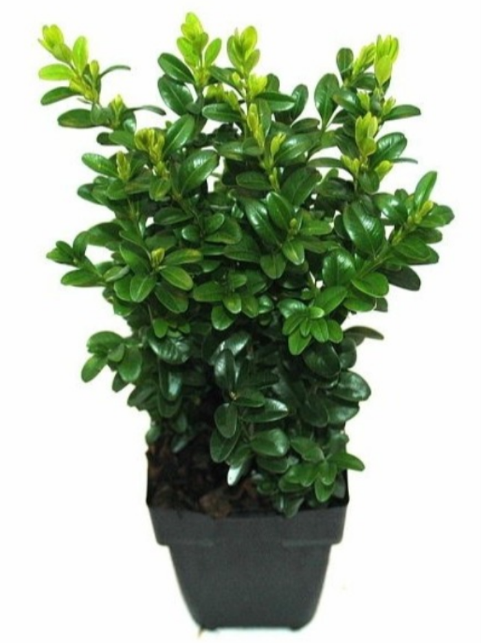 Buxus sempervirens