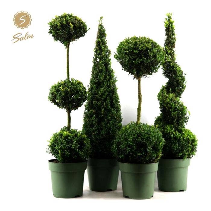 Buxus sempervirens