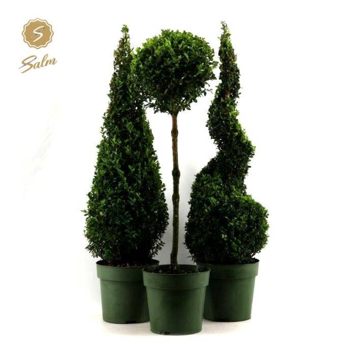 Buxus sempervirens