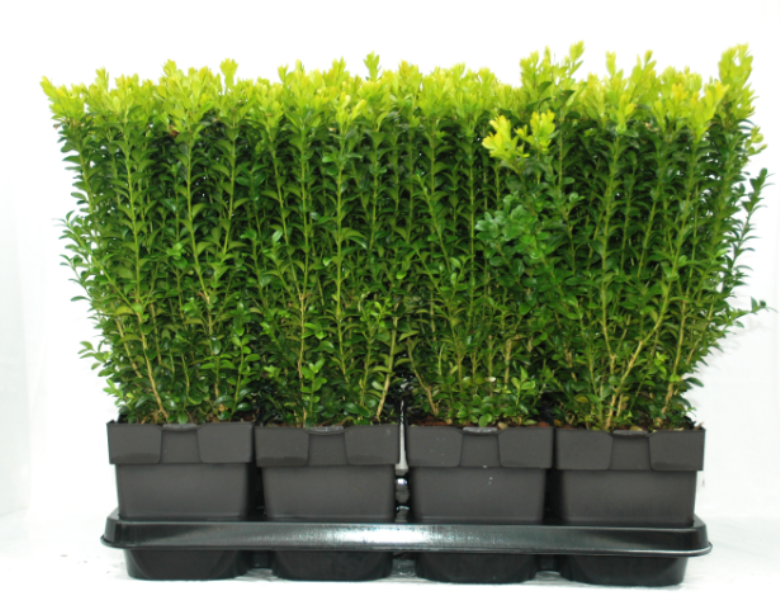 Buxus sempervirens