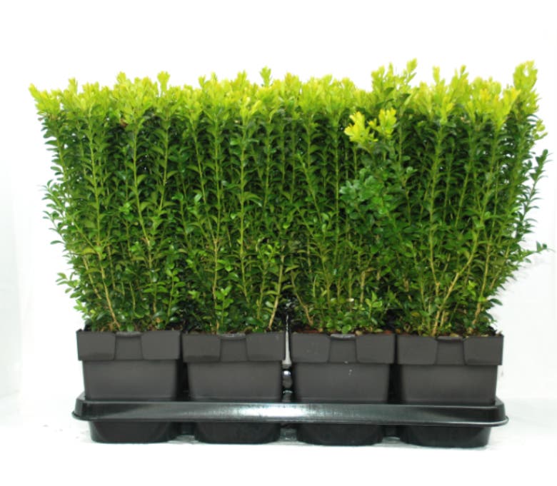 Buxus sempervirens